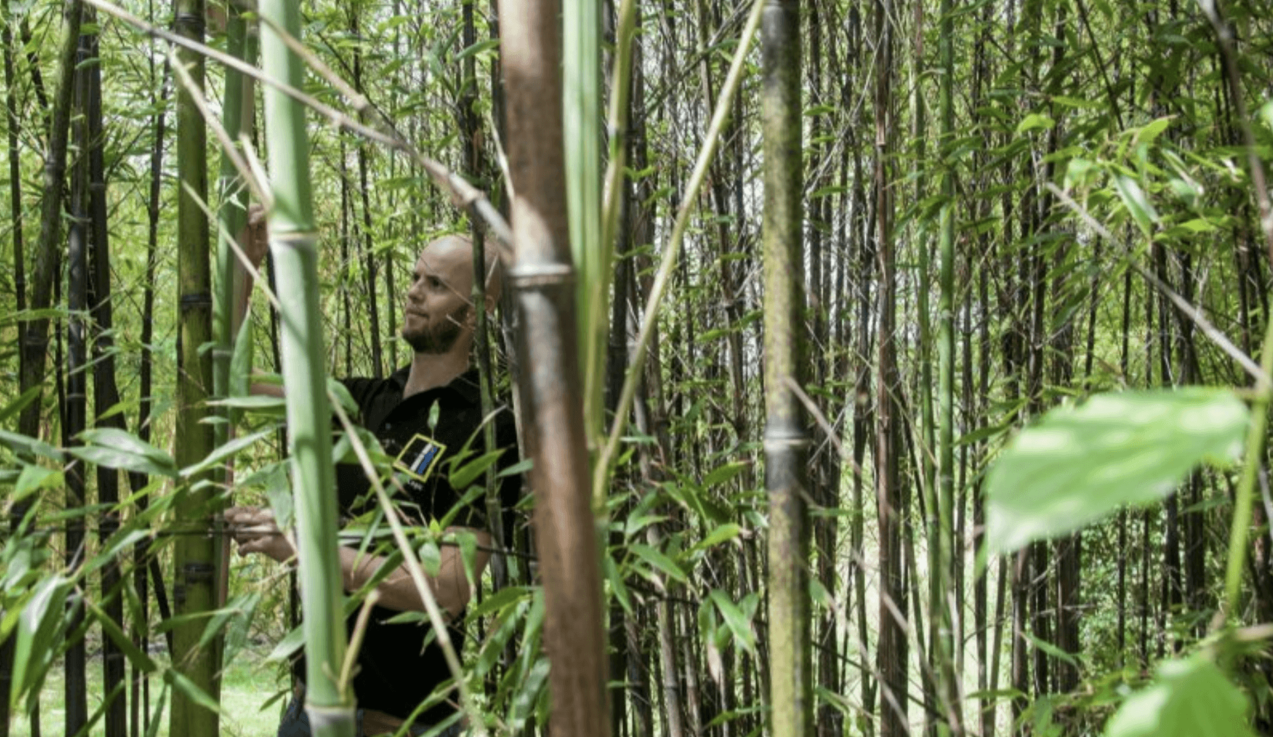 bamboofields_bamboo_through_europe_carbon_removal_certificates