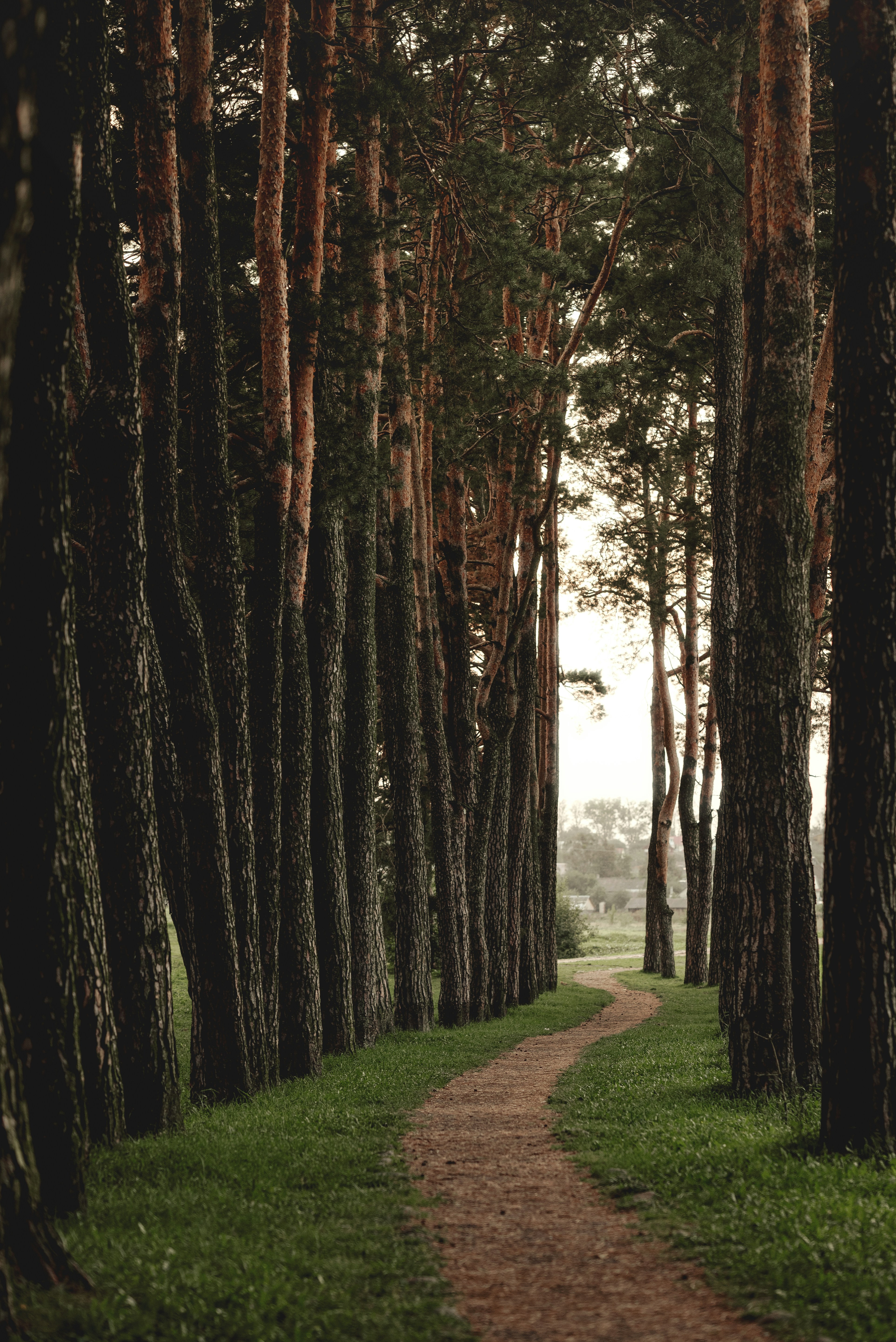 A path in the middle of a forest lined with trees