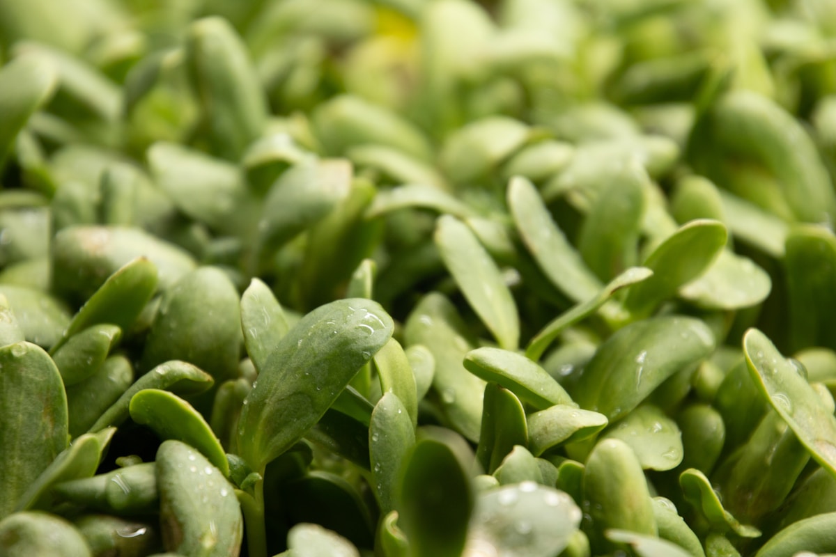 Close-up of sunflower microgreens with water droplets