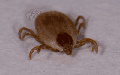 Carrapato-de-boi (Rhipicephalus microplus)