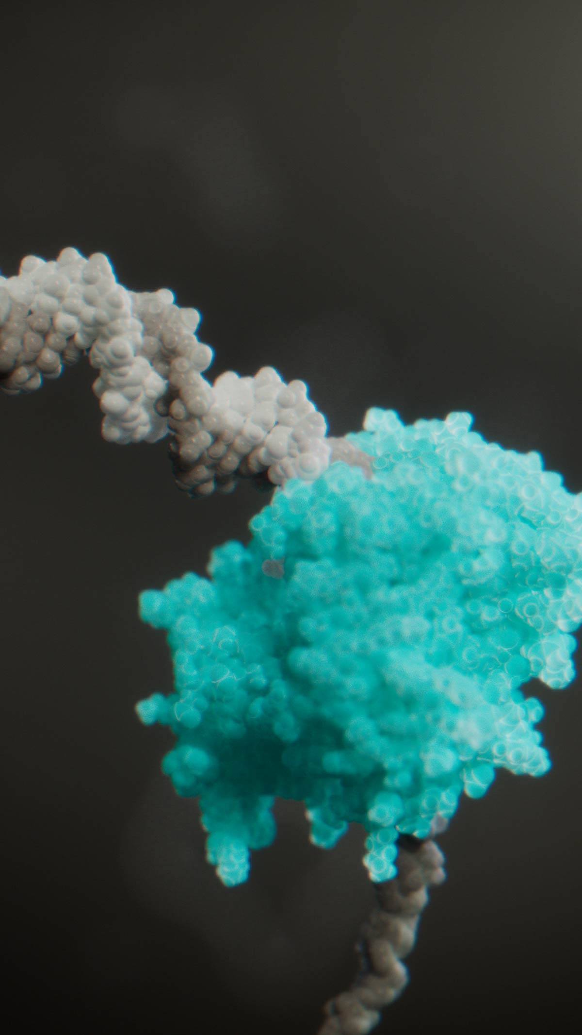 Phi29 enzyme binds to the DNA and primer