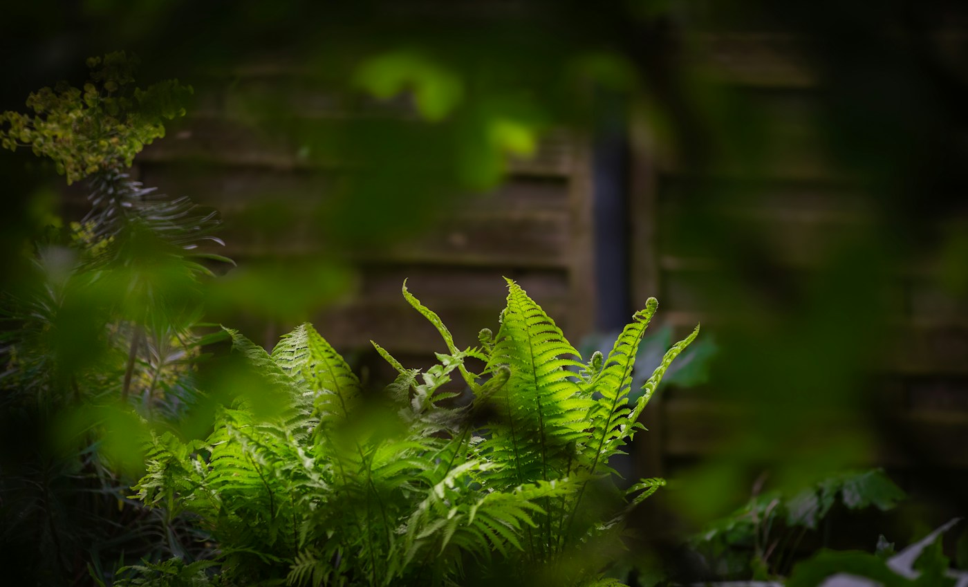 Ferns growing against a timber fence