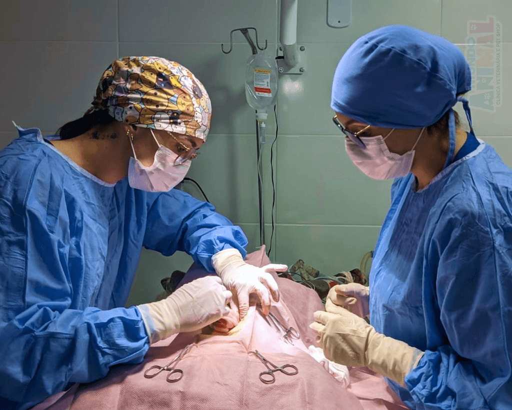 Procedimento cirúrgico veterinário realizado pela Dra Livia Jacomine na clínica veterinária em Bom Jesus do Itabapoana, com foco em cuidados precisos e profissionais para animais