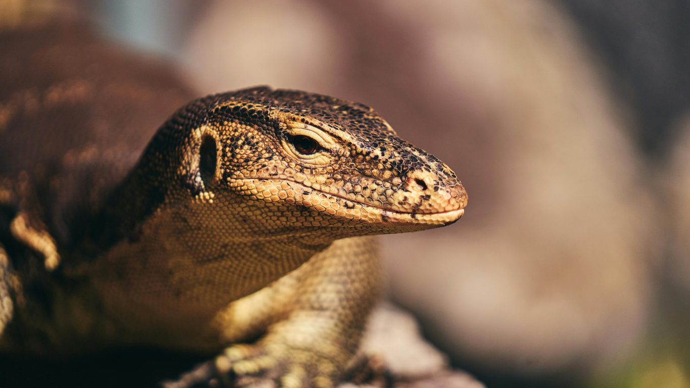 Africa's Largest Lizard