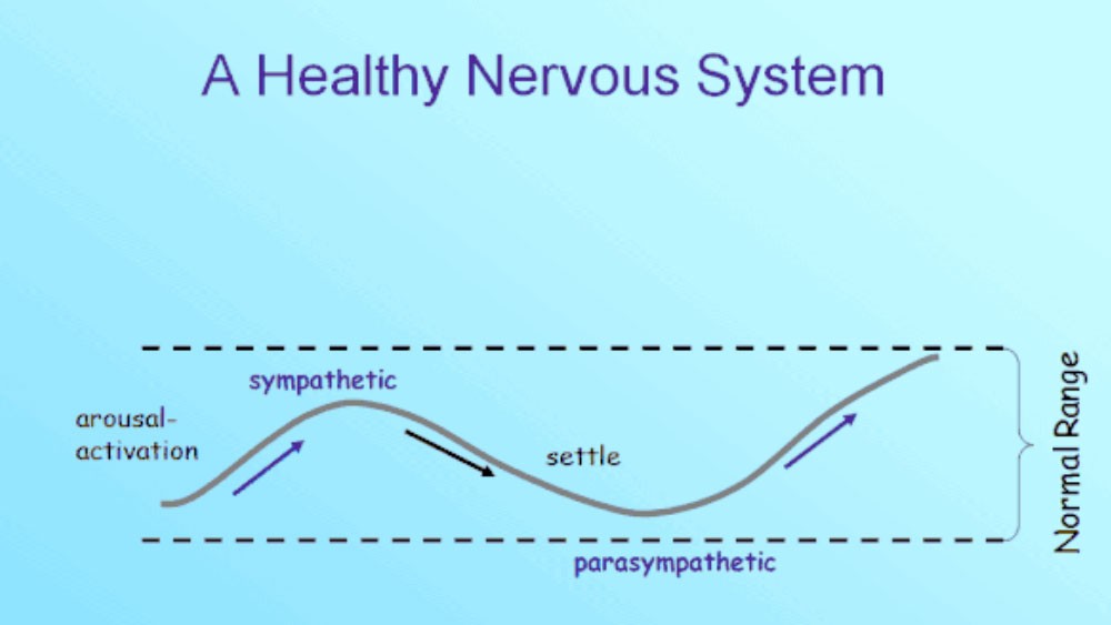 A healthy nervous system