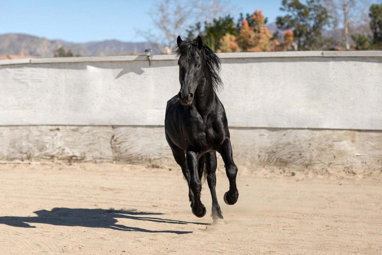 Horses Image