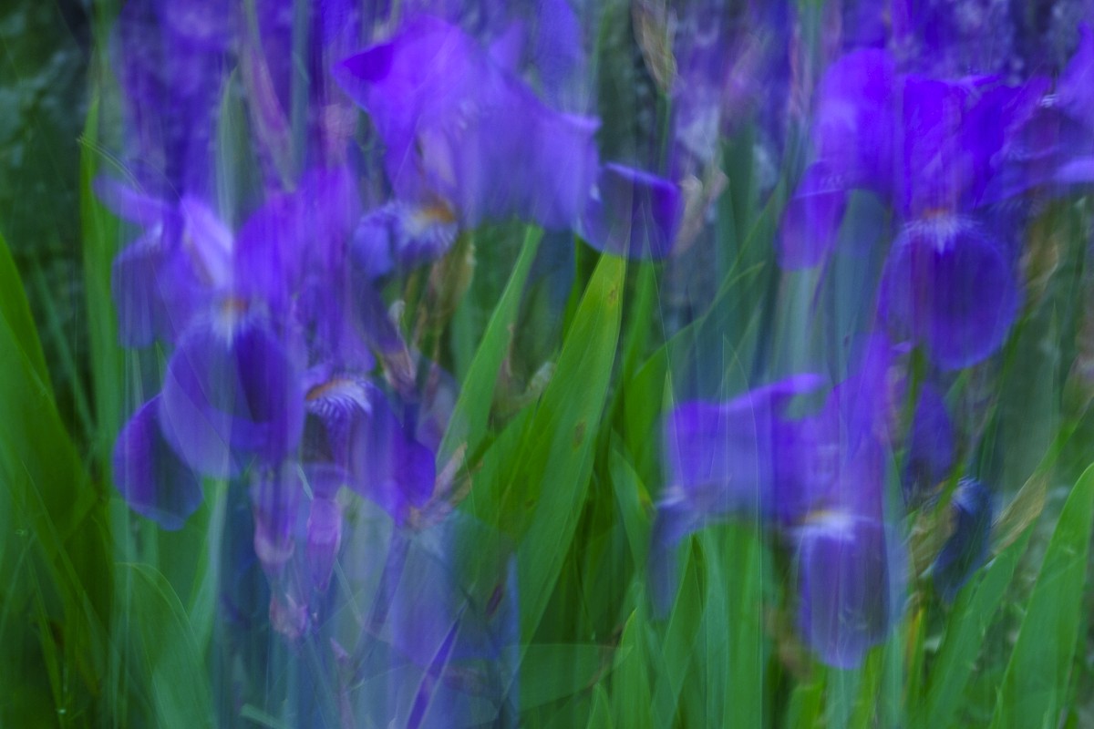 blue iris flowers photo