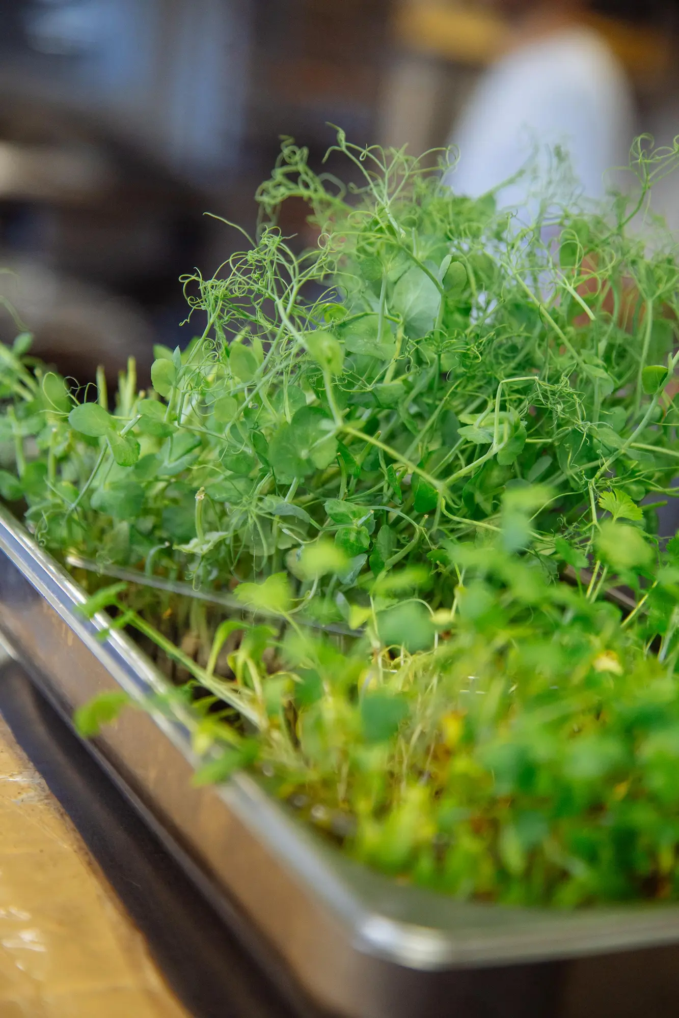 Erbe aromatiche e microgreens utilizzati per completare e valorizzare i piatti del Ristorante Unico di Cantù.