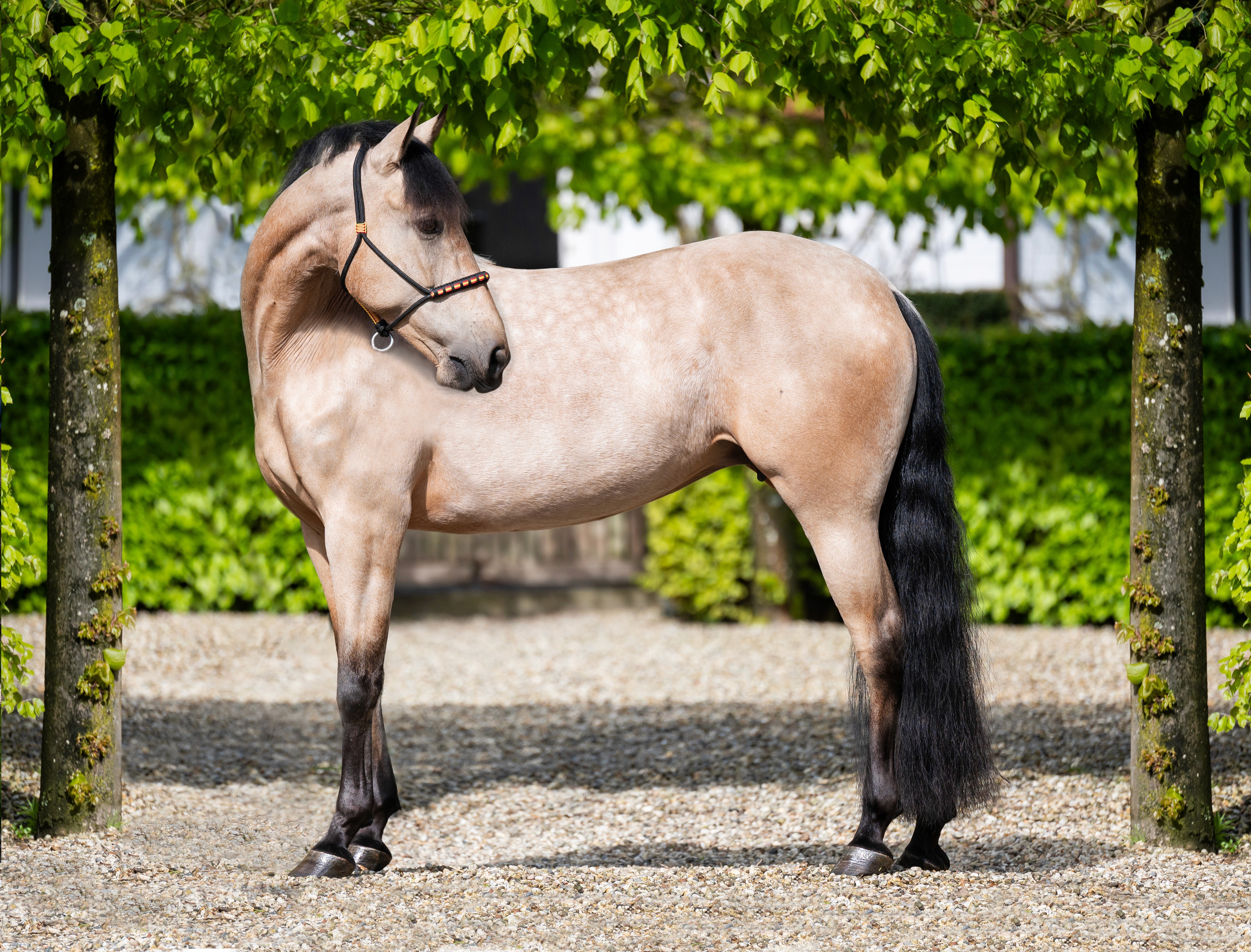 PRE broodmare