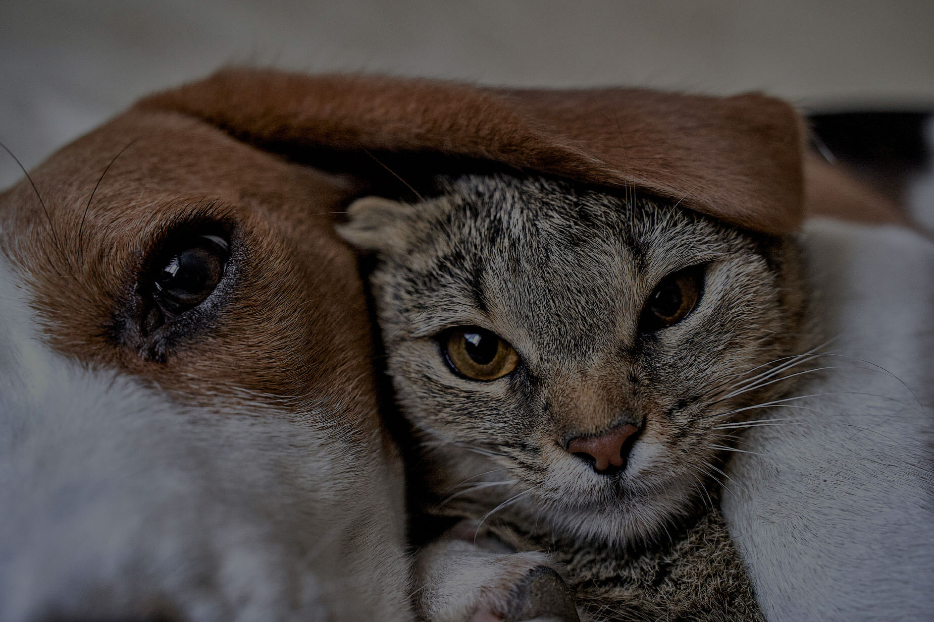 dog and cat snuggling