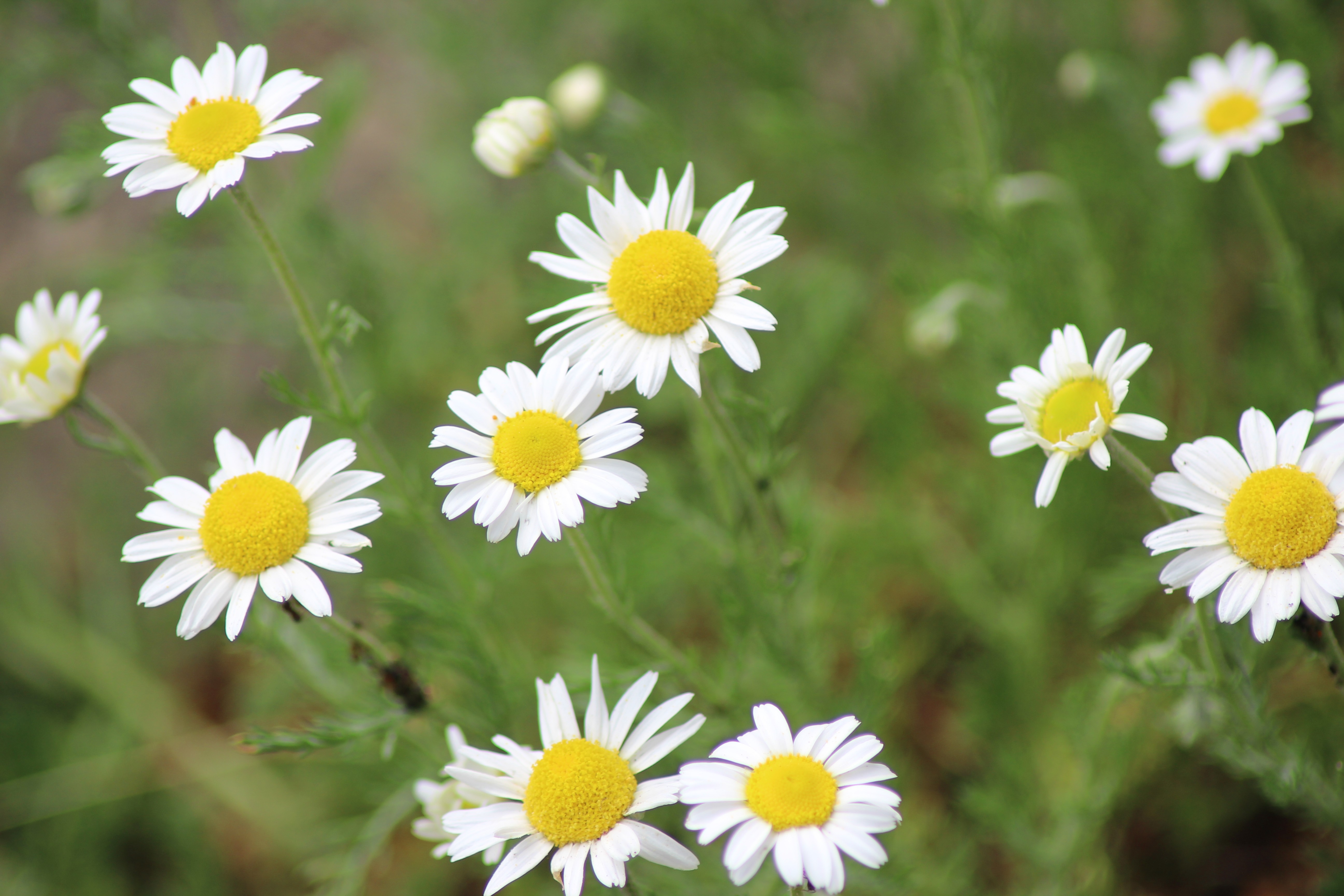 blue sky and white clouds over the sea