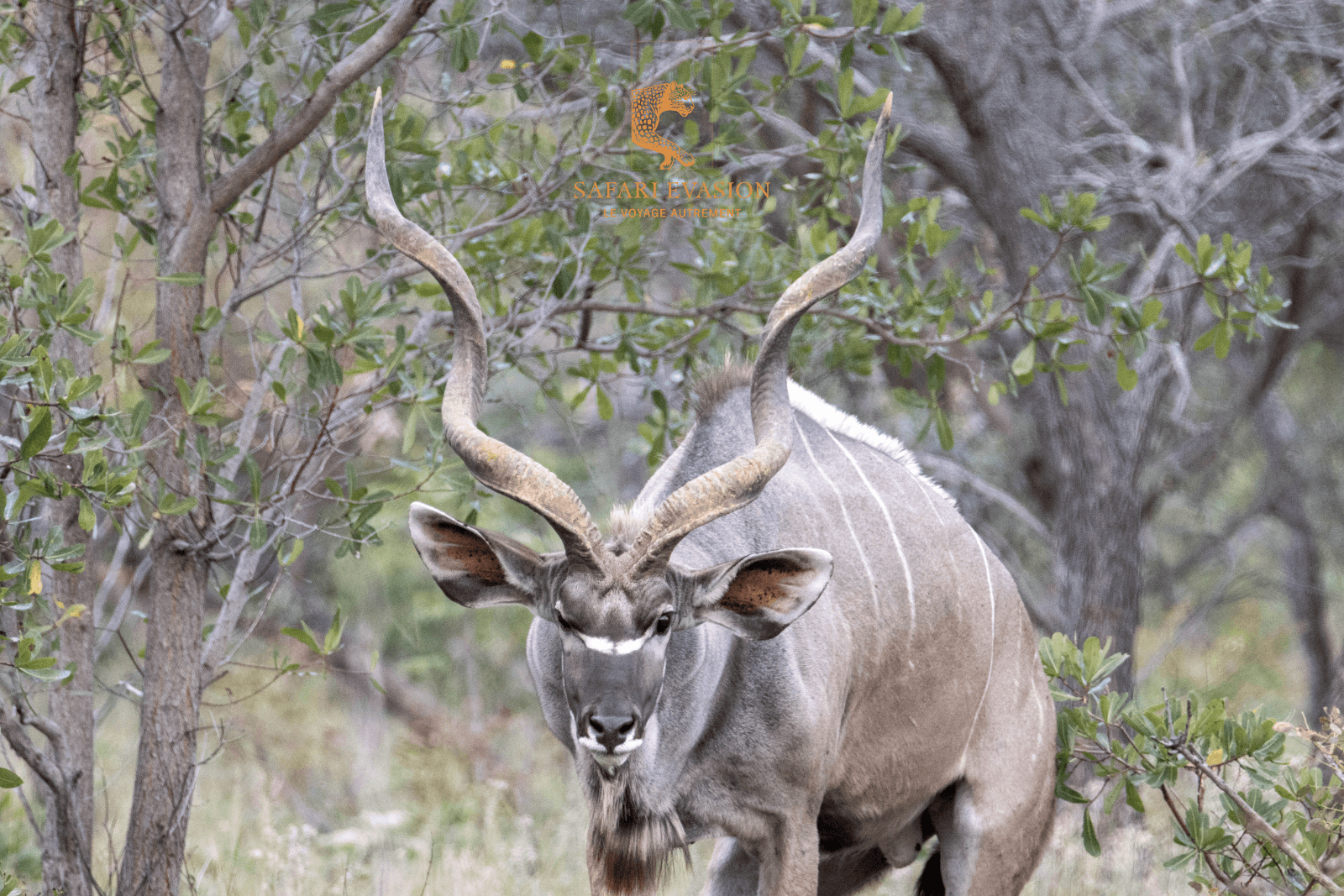 Kudu mâle