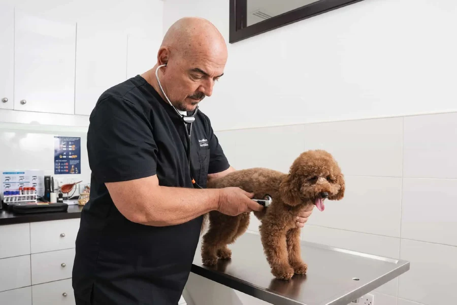 A vet is leaning toward a brown dog while doing a checkup.