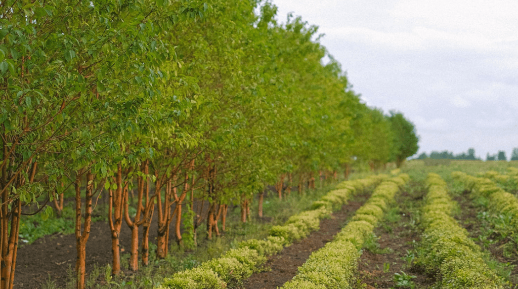 How Agroforestry Works: Core Practices