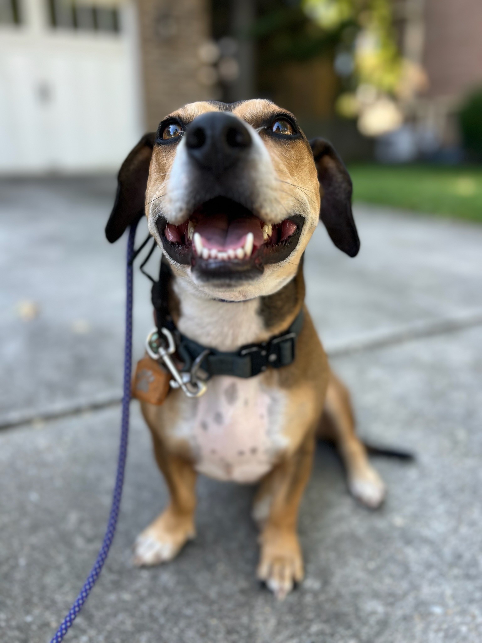 Happy dog on leash during dog boarding in Charlotte, ready for care