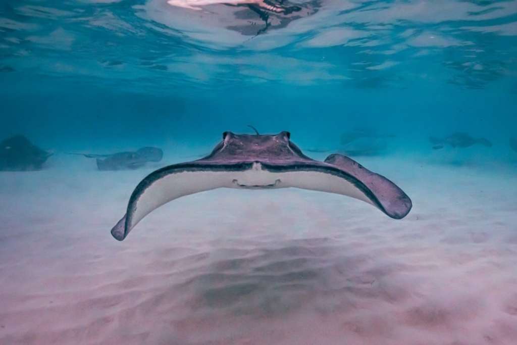 Stingray at Cayman Islands, Caribbean