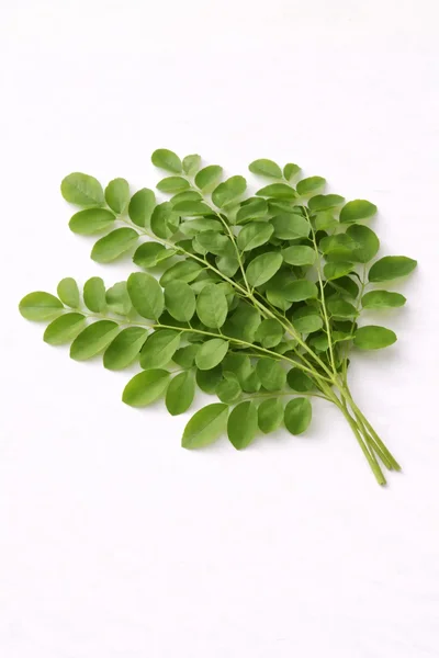 isolated MORINGA OLEIFERA LEAF and branch on a white background.