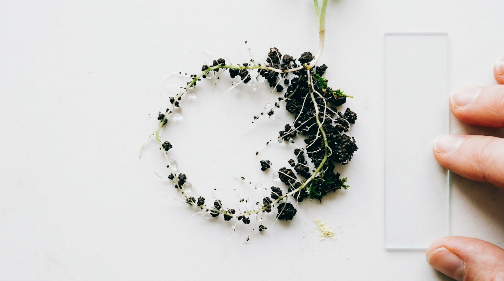 Planta de semillero con raíces expuestas y partículas de suelo adheridas, sostenida por una mano sobre fondo blanco.