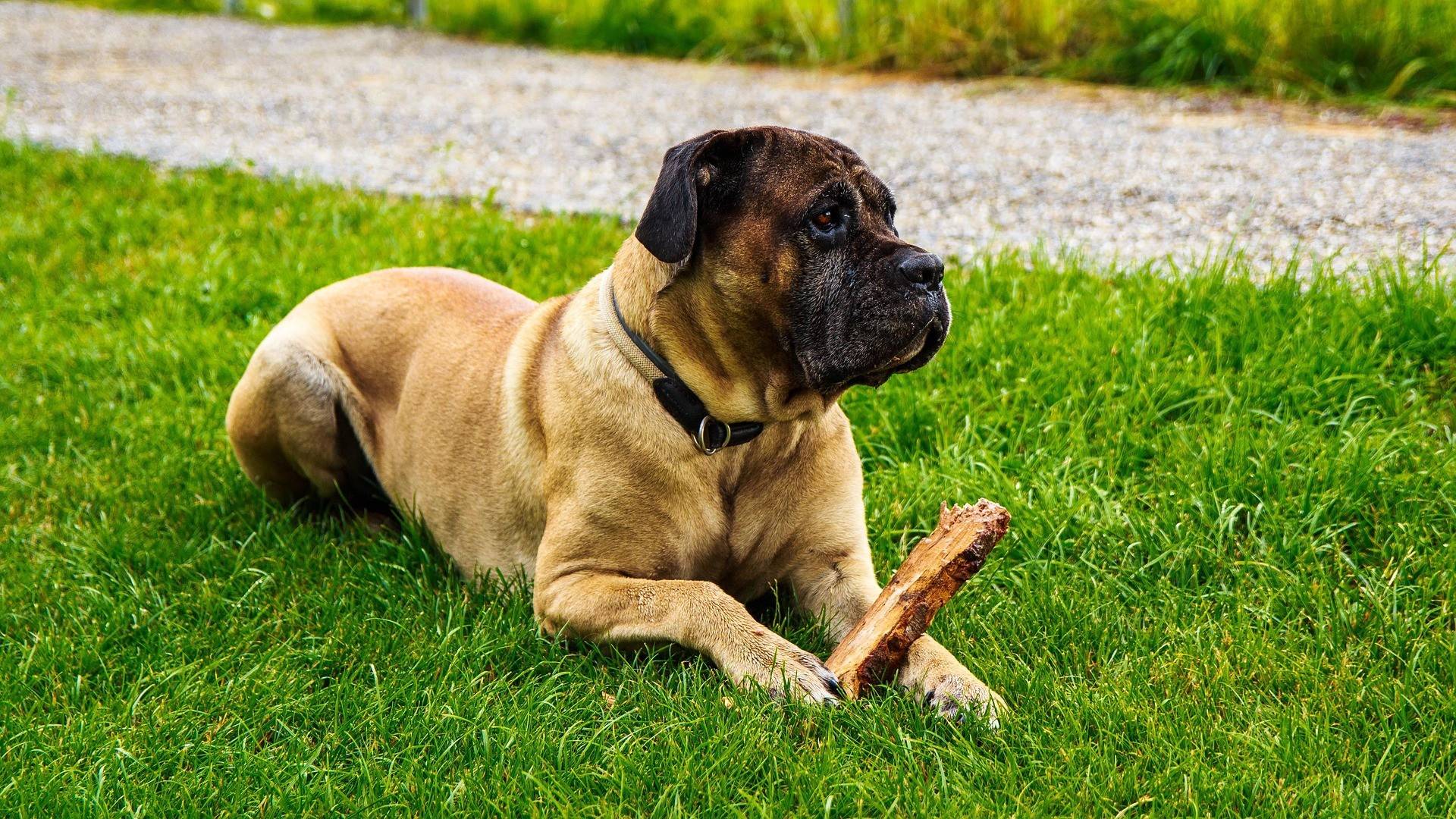 Cane Corso Grooming Guide