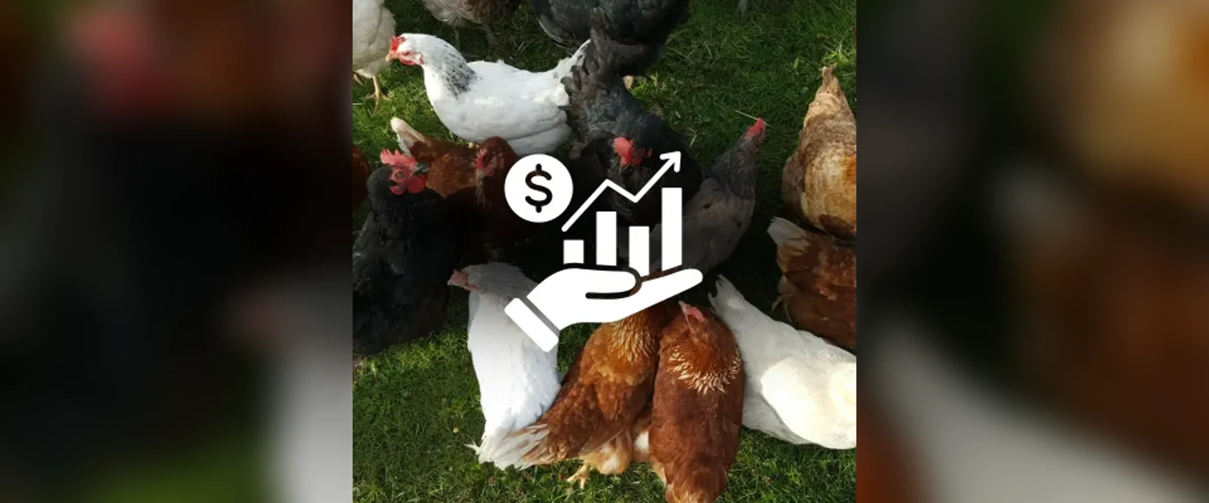 Gewinnmaximierung in der Geflügelzucht mit PoultryPlan