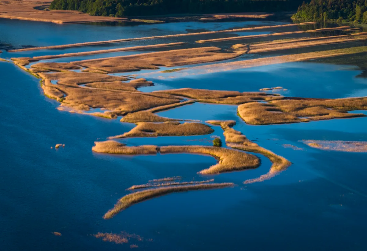 Aerial drone view of a winding blue river meander flowing through the vibrant green karst fields of Lake Cerknica, Slovenia, bordered by a dense evergreen forest.