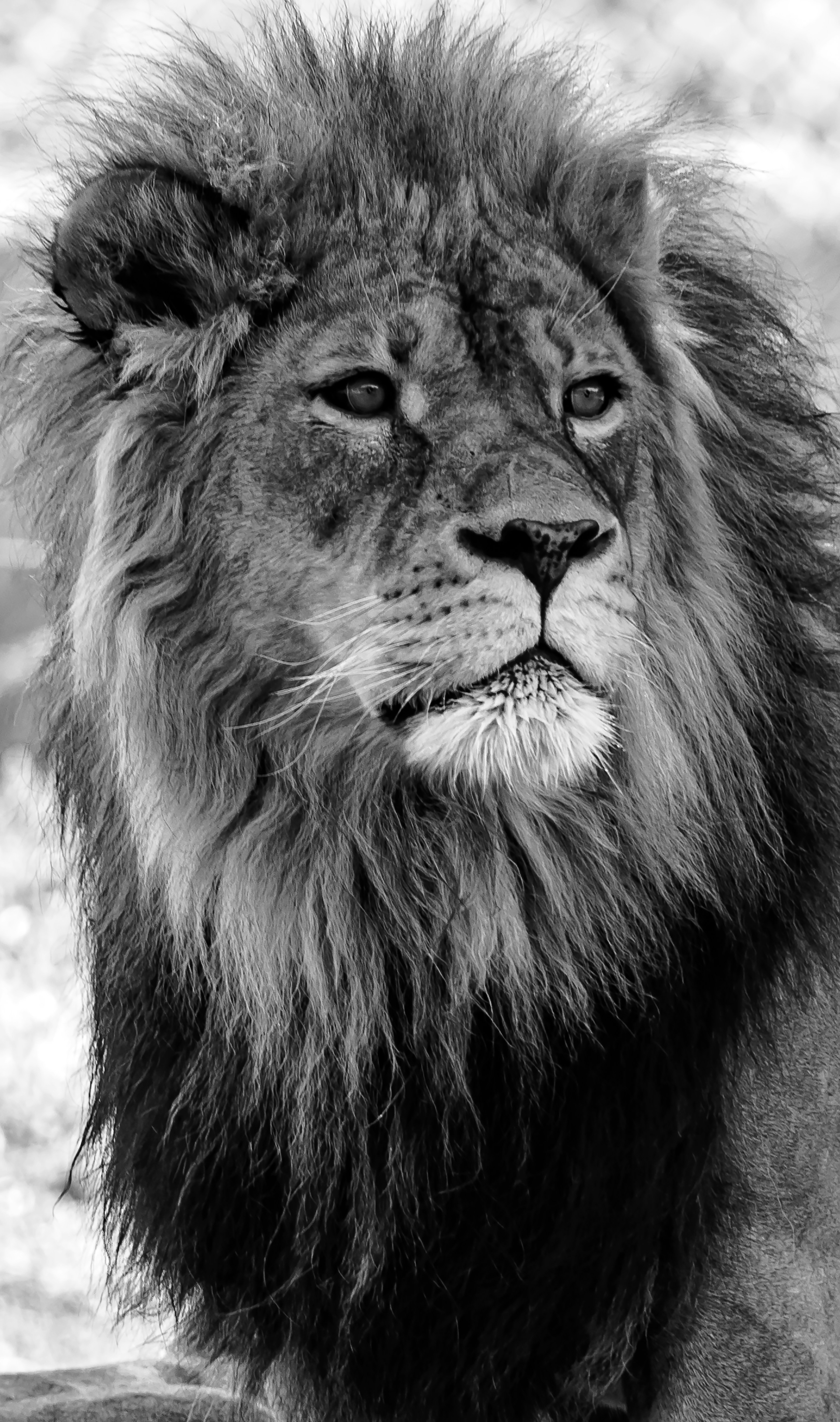 lion