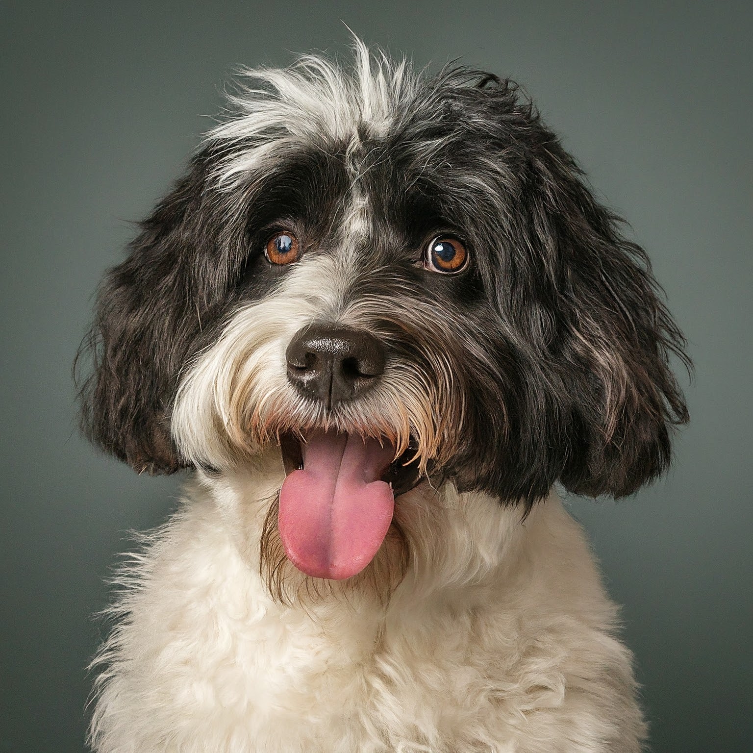 BUDDYUNO, Portuguese Water Dog