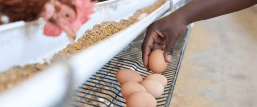 Laying hen and a person taking an egg