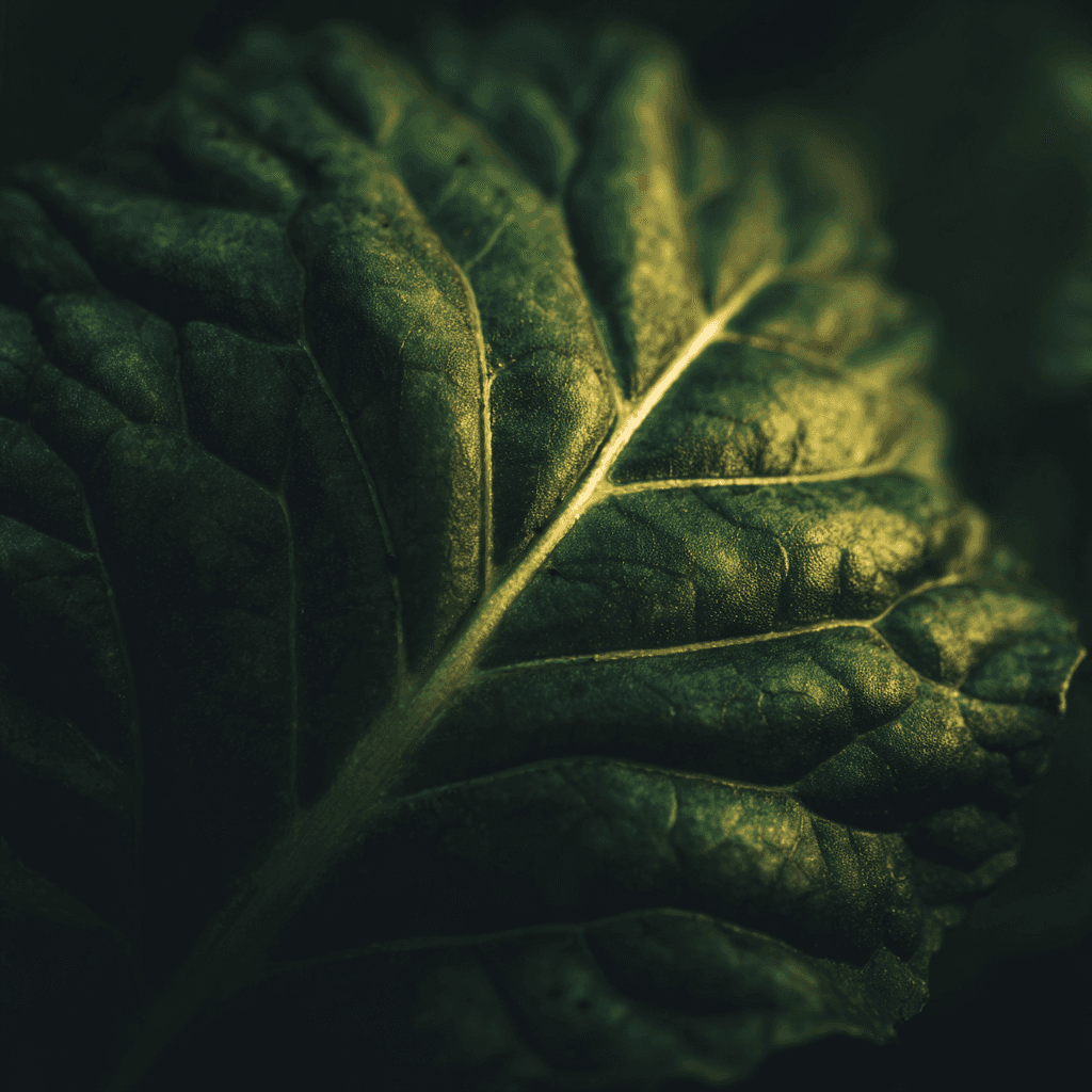Textured green leaf in soft natural light.
