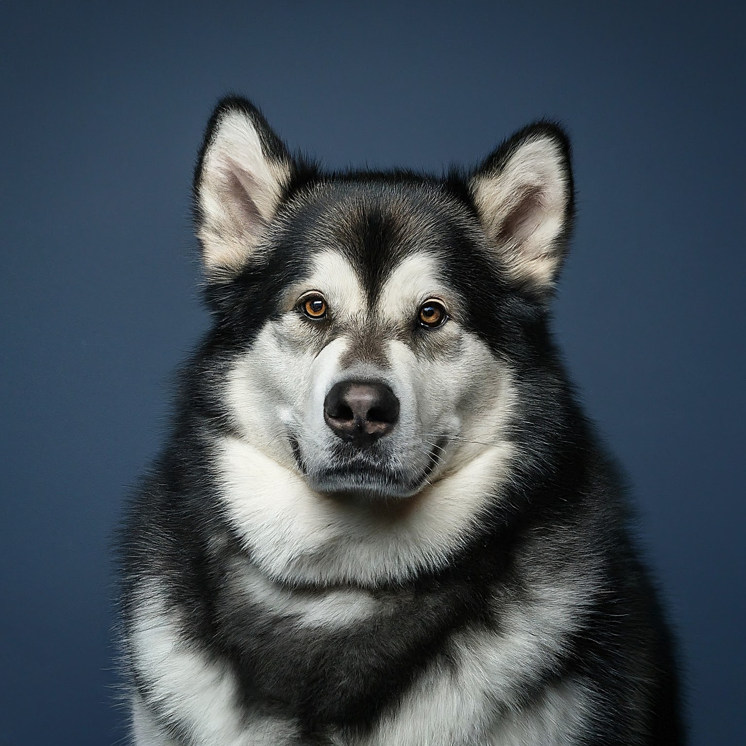 BUDDYUNO, Alaskan Malamute