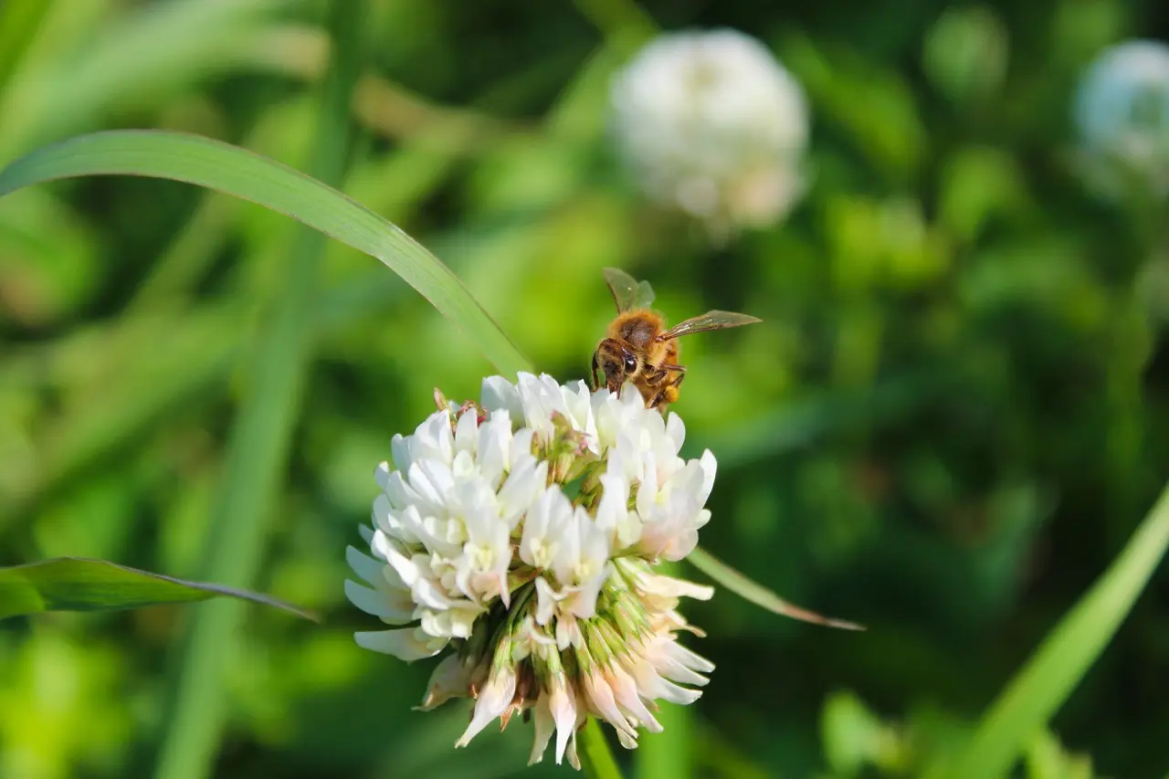 close-up van een bij op een bloem