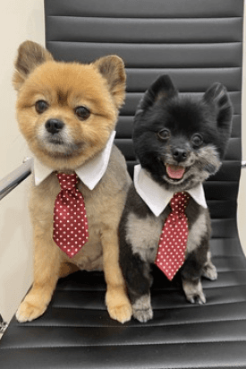 Two dogs Hugo and Oscar picture wearing a bow-tie