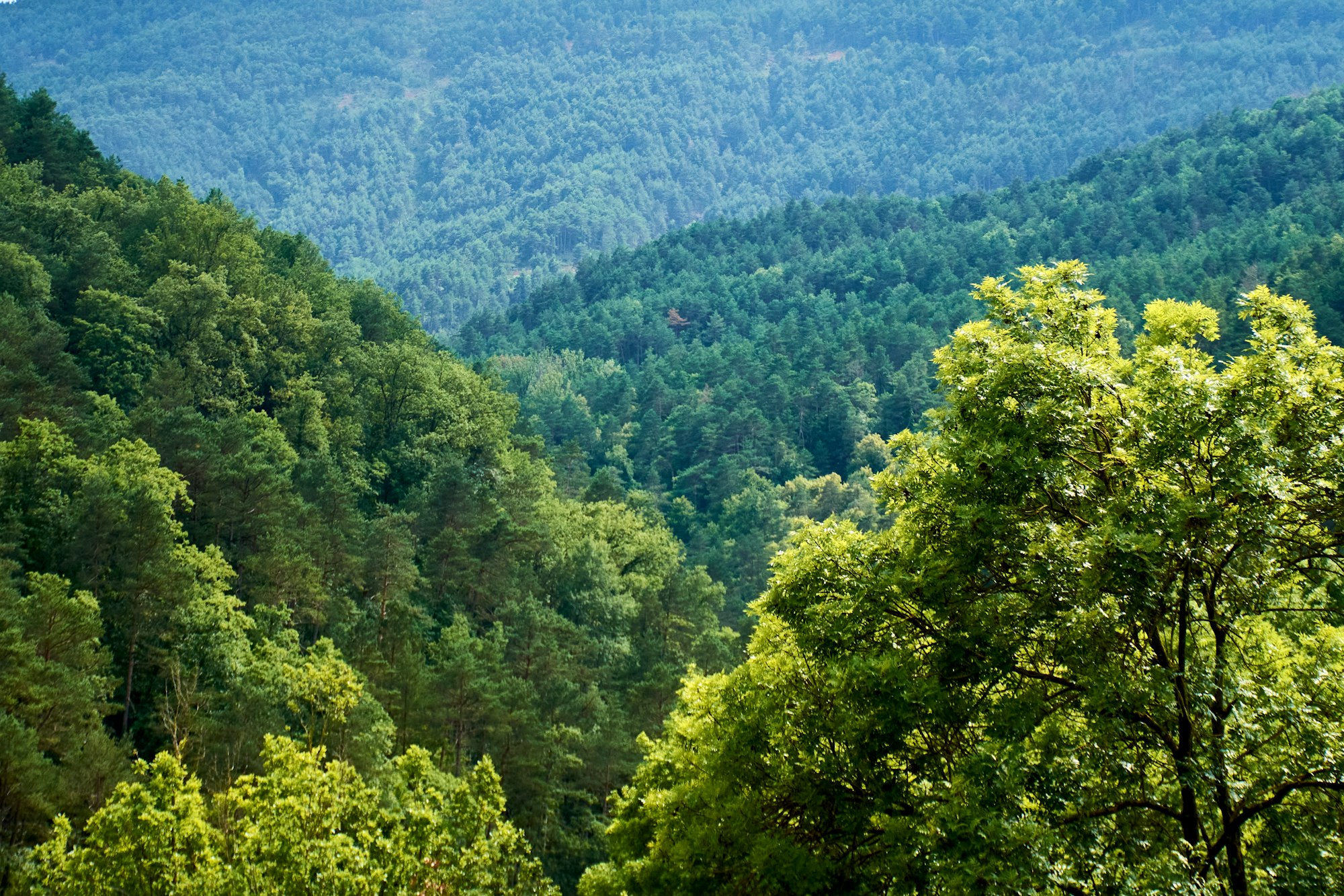 El maravilloso poder de trabajo del apego