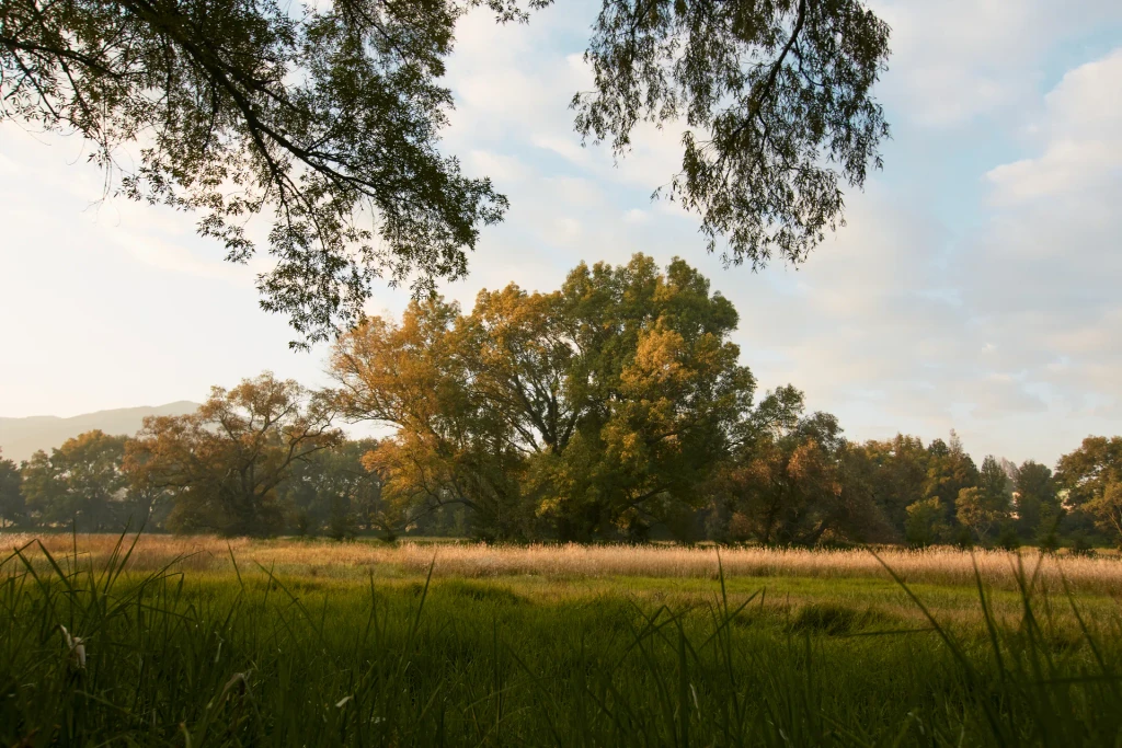 Paisaje natural en los terrenos de Cobertizo residencia artística, Jilotepec, Estado de México