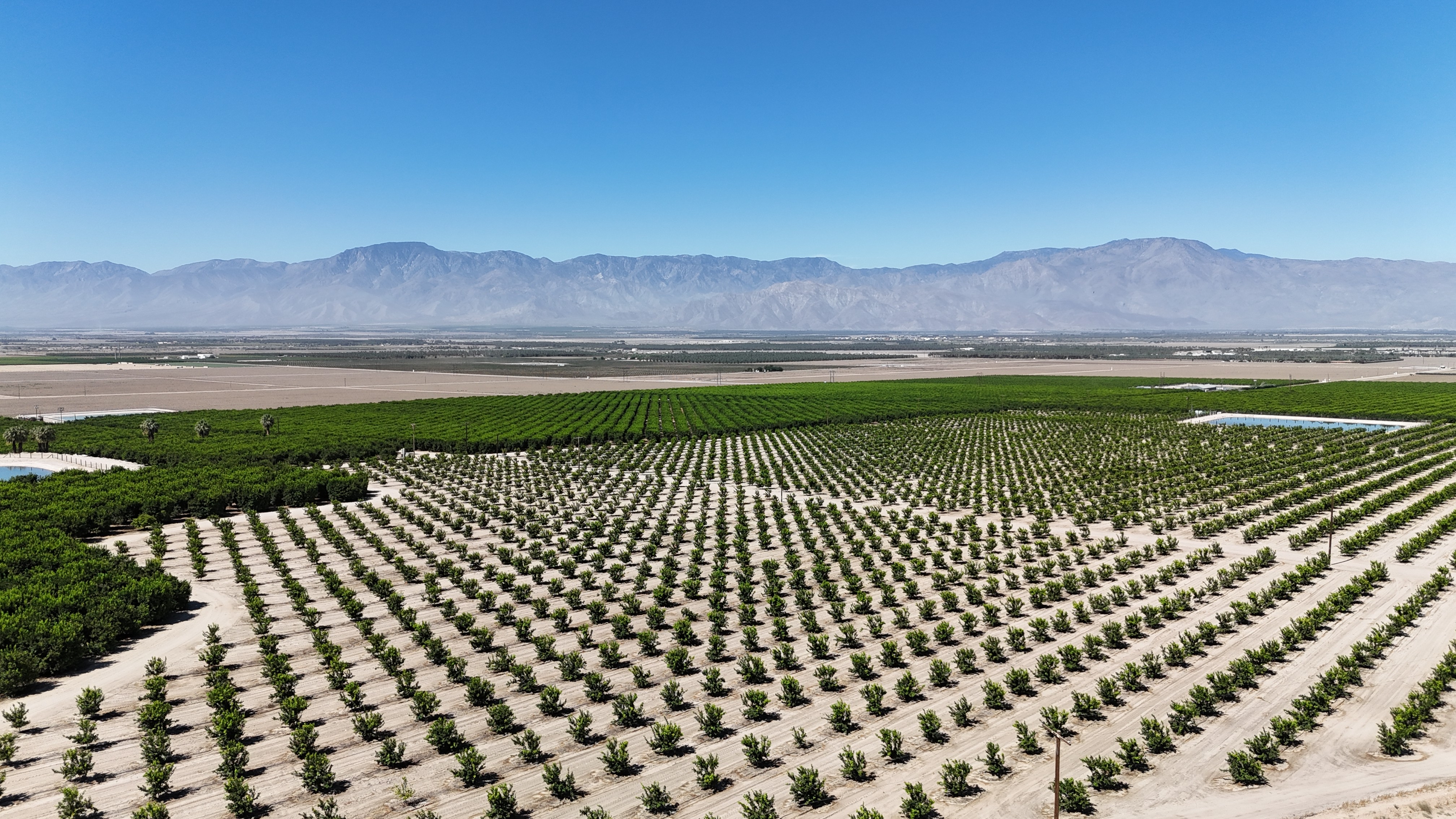 orange fruits under blue sky