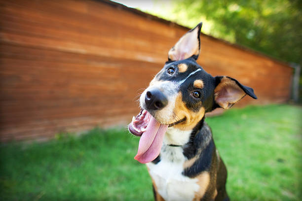 A happy dog without any health issues is regularly being dewormed