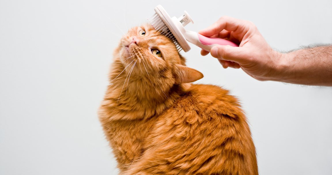 Orange cat being brushed, enjoying grooming care.