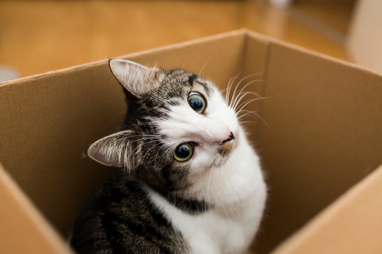 cat in a cardboard box