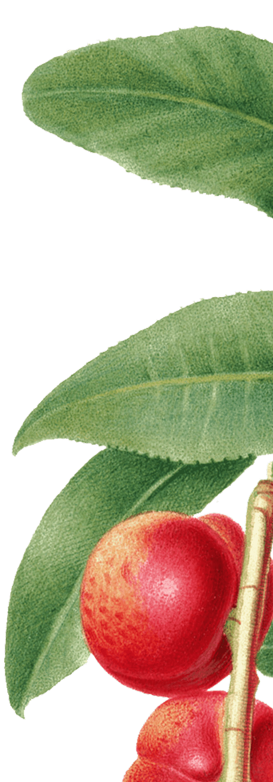 Minimal green leaf graphic