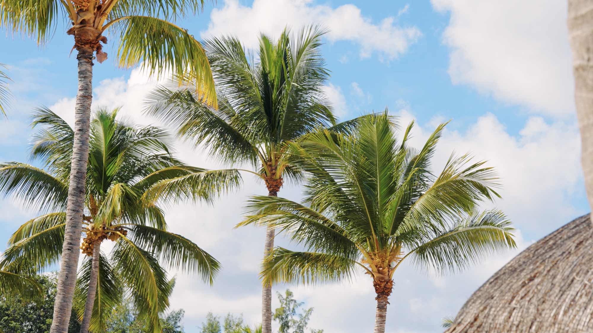 Palm trees under a blue sky, ideal for filmproduction ad for a hotel in mauritius