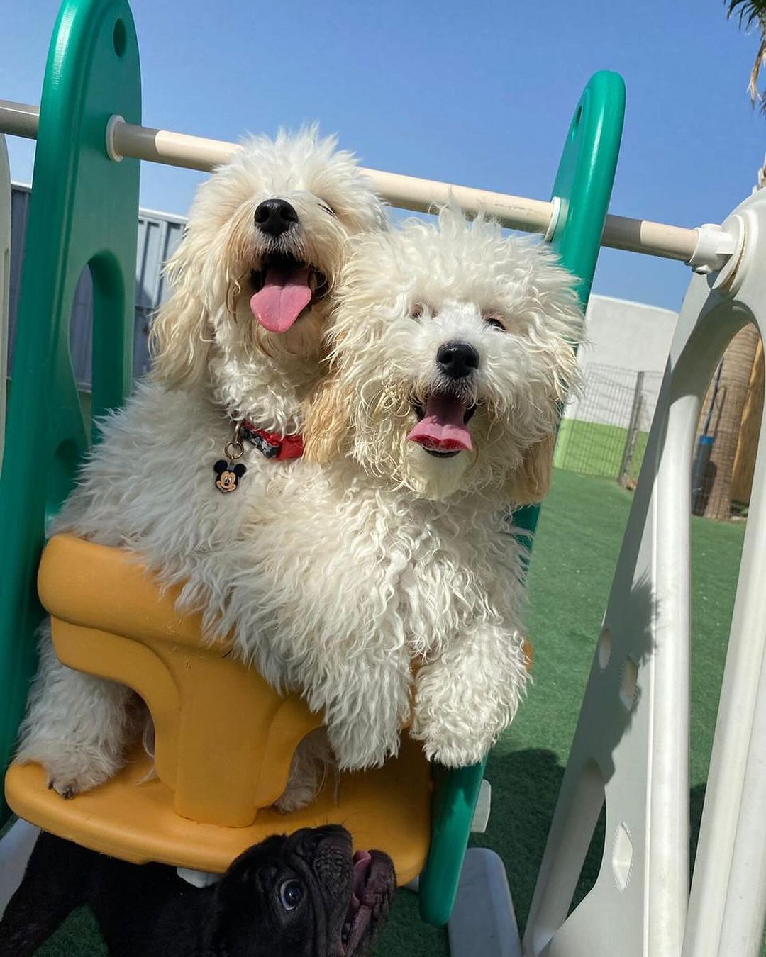 dog daycare dubai