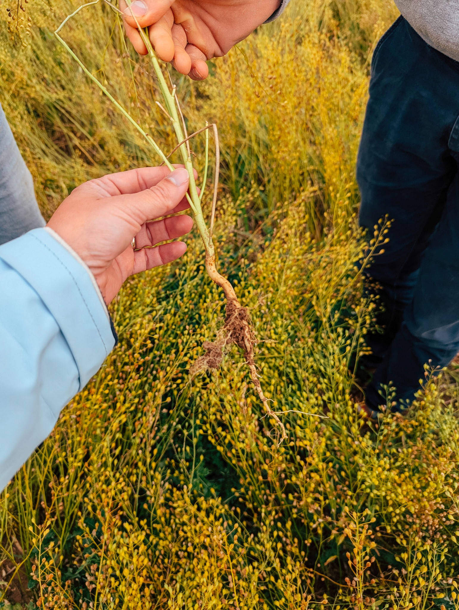 Better soil structure with camelina