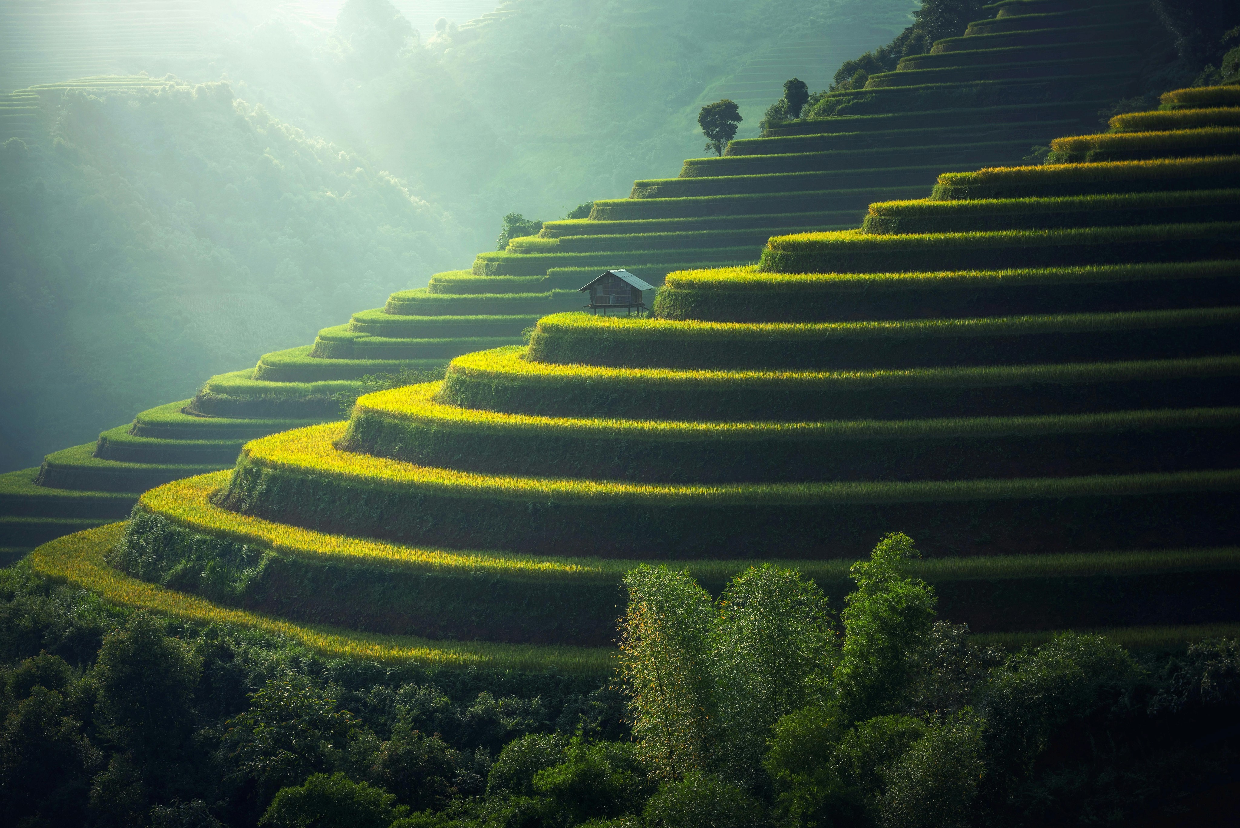 Rice fields