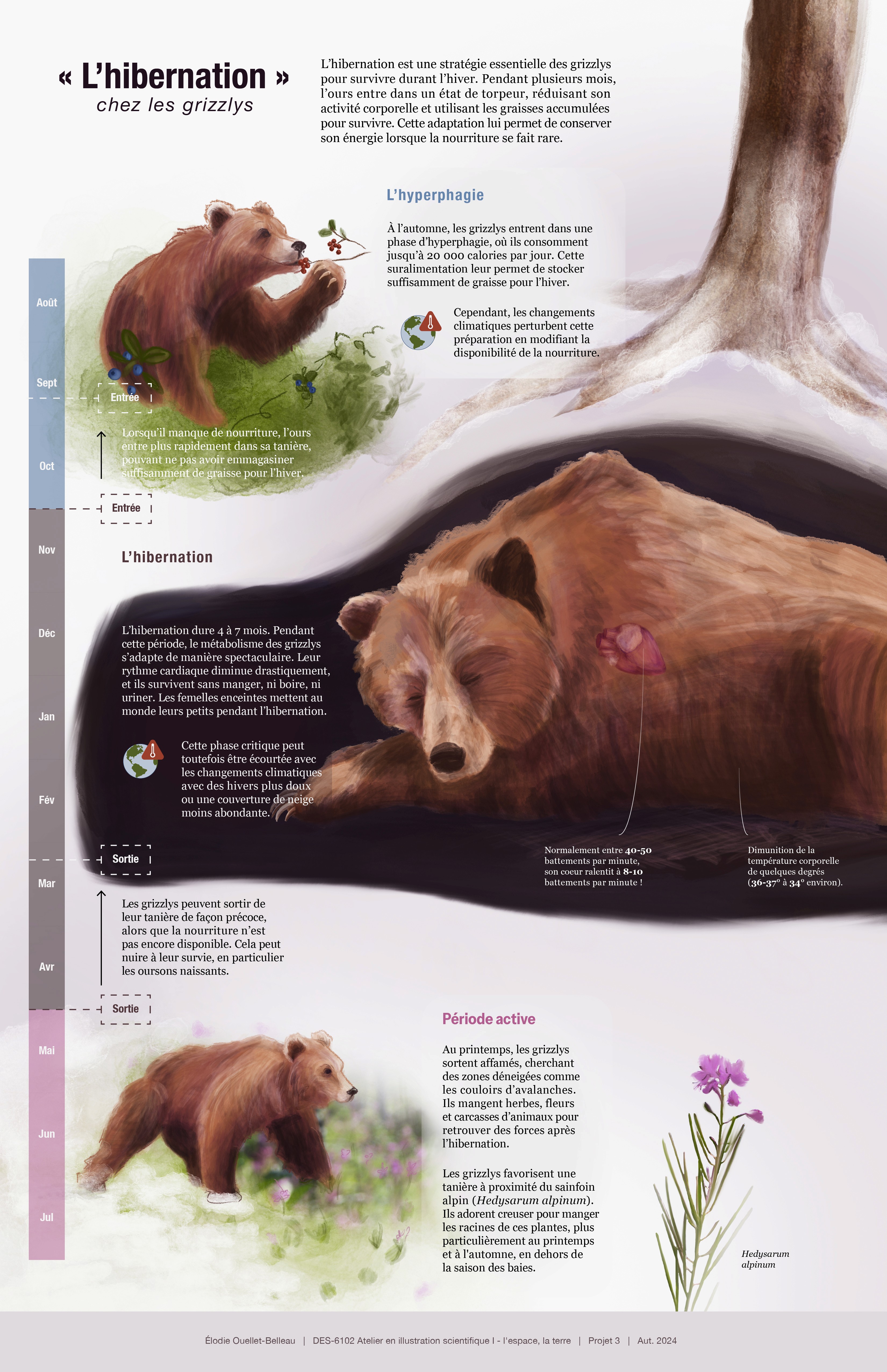 « L'hibernation » chez les grizzlys par Élodie Ouellet-Belleau
