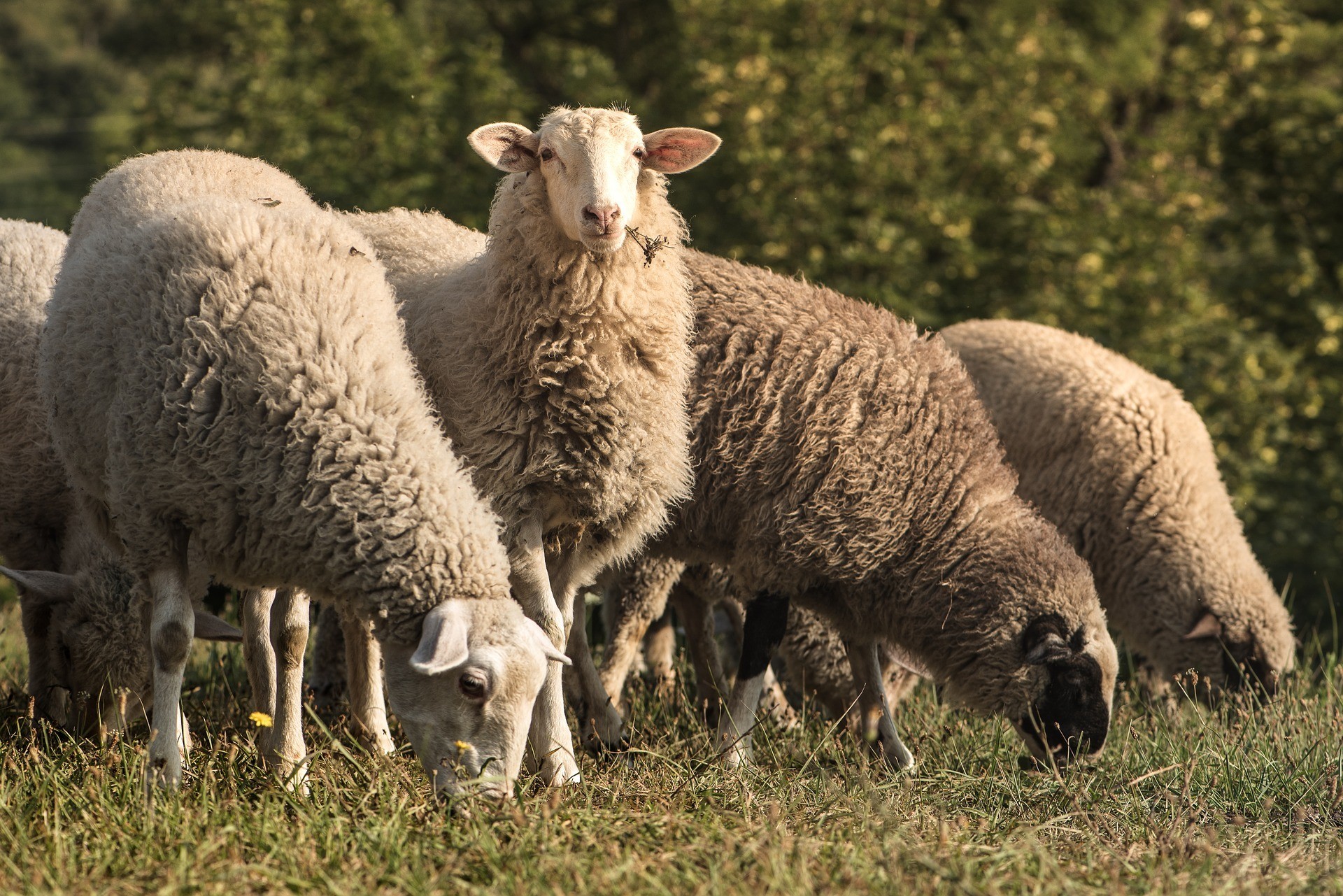 yessa schapen