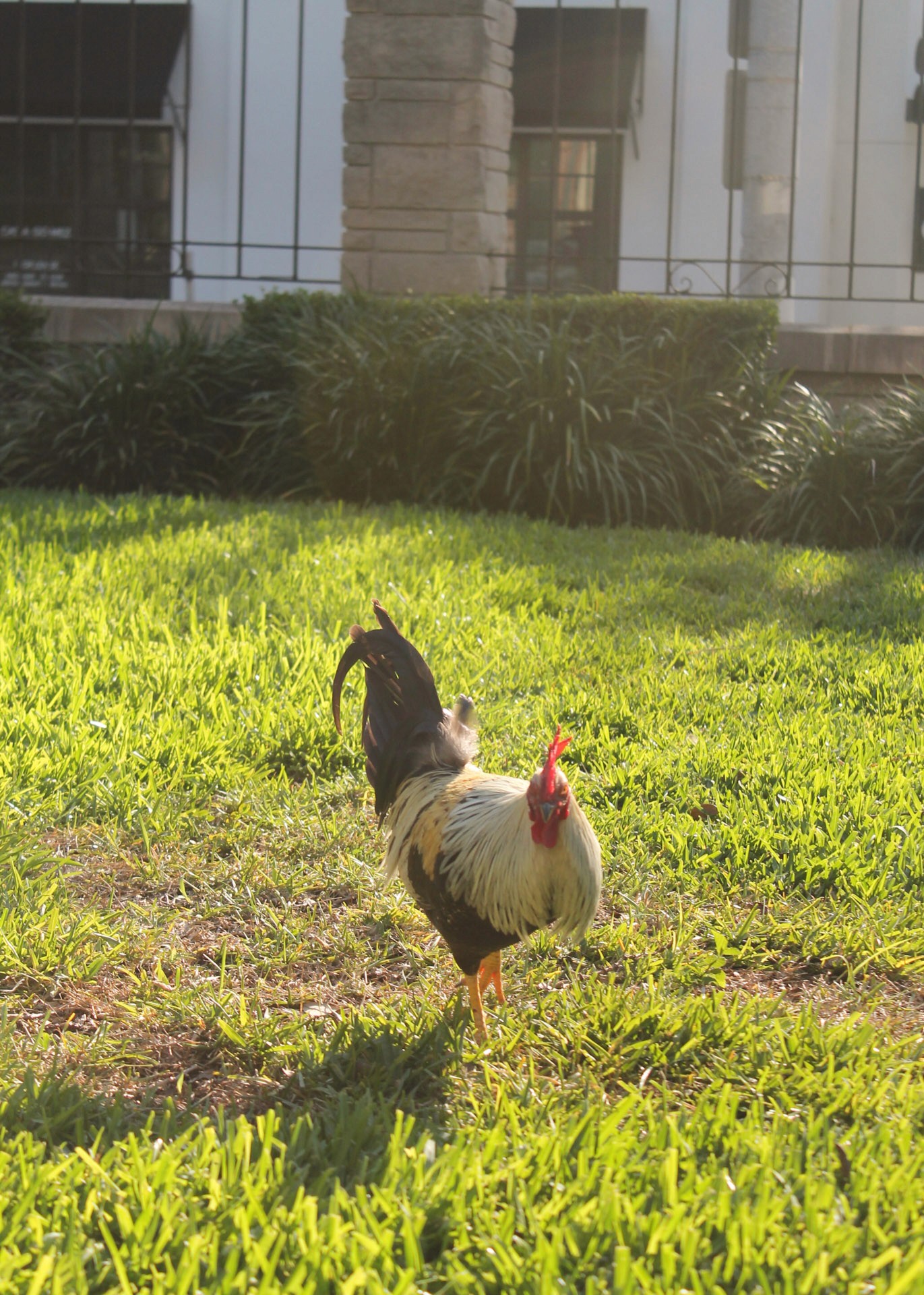 Rooster