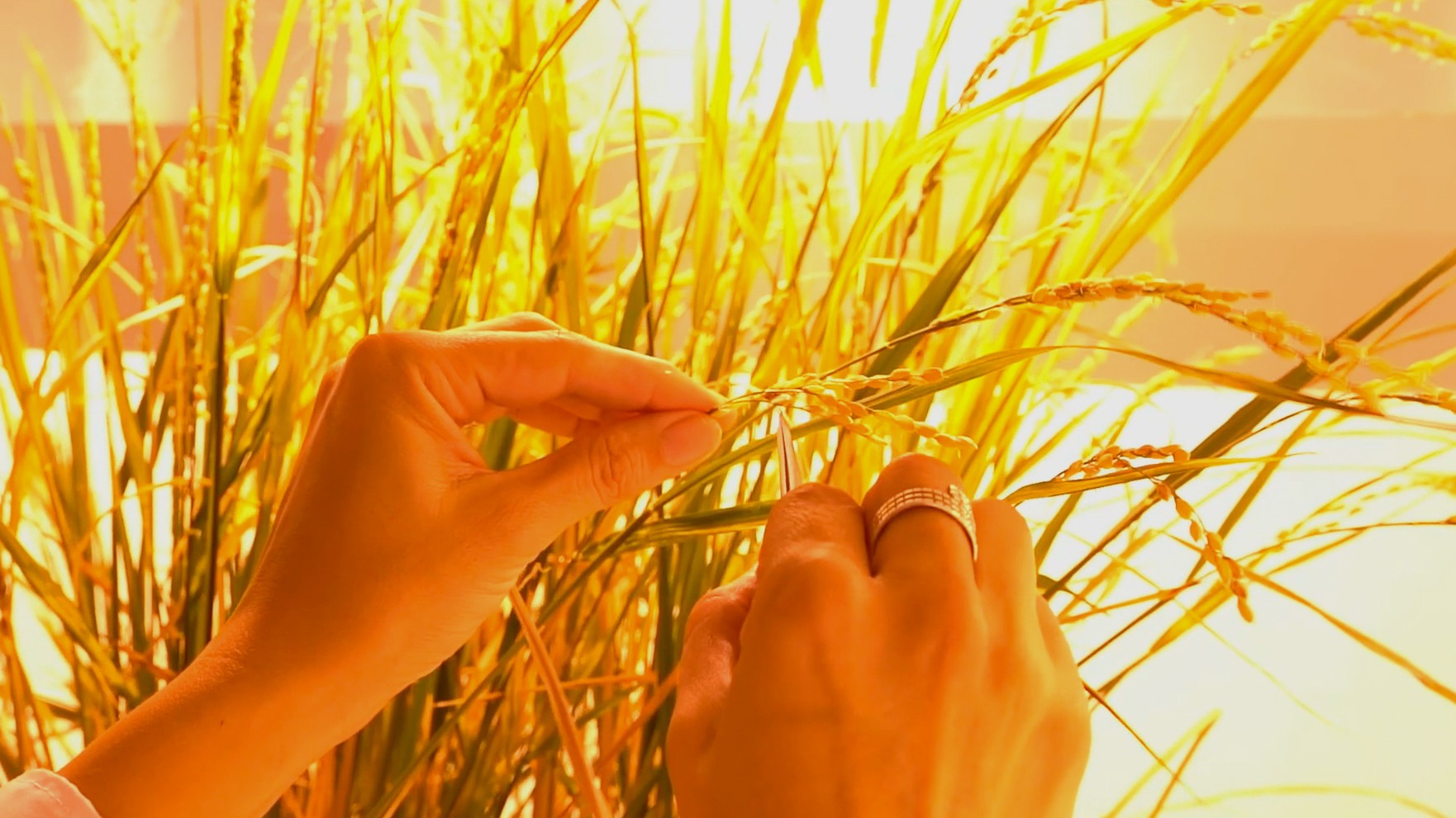 Two hands gently hold rice stalks in warm light.
