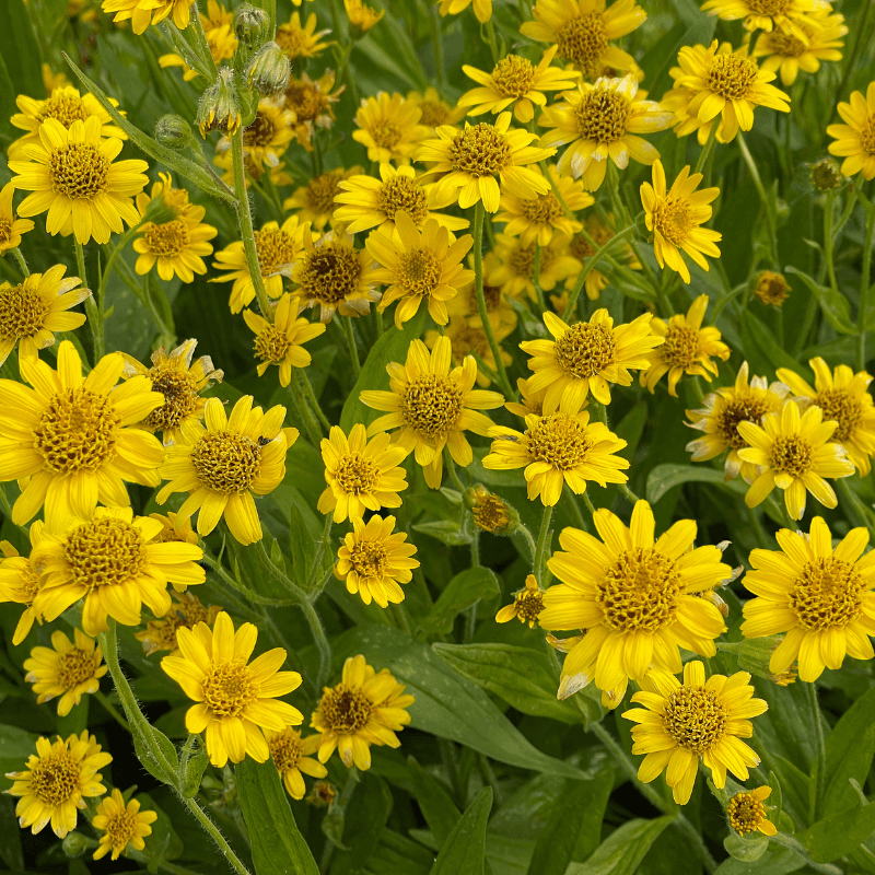 Arnica