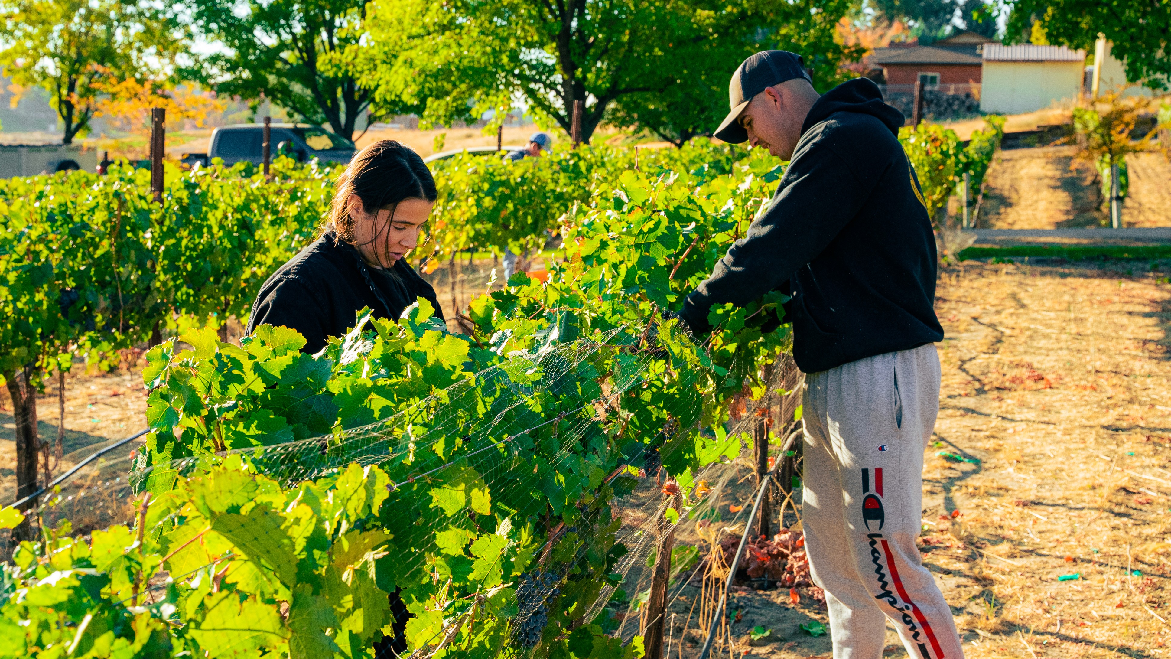 Savannah & Mark Pascullii working in the vineyard
