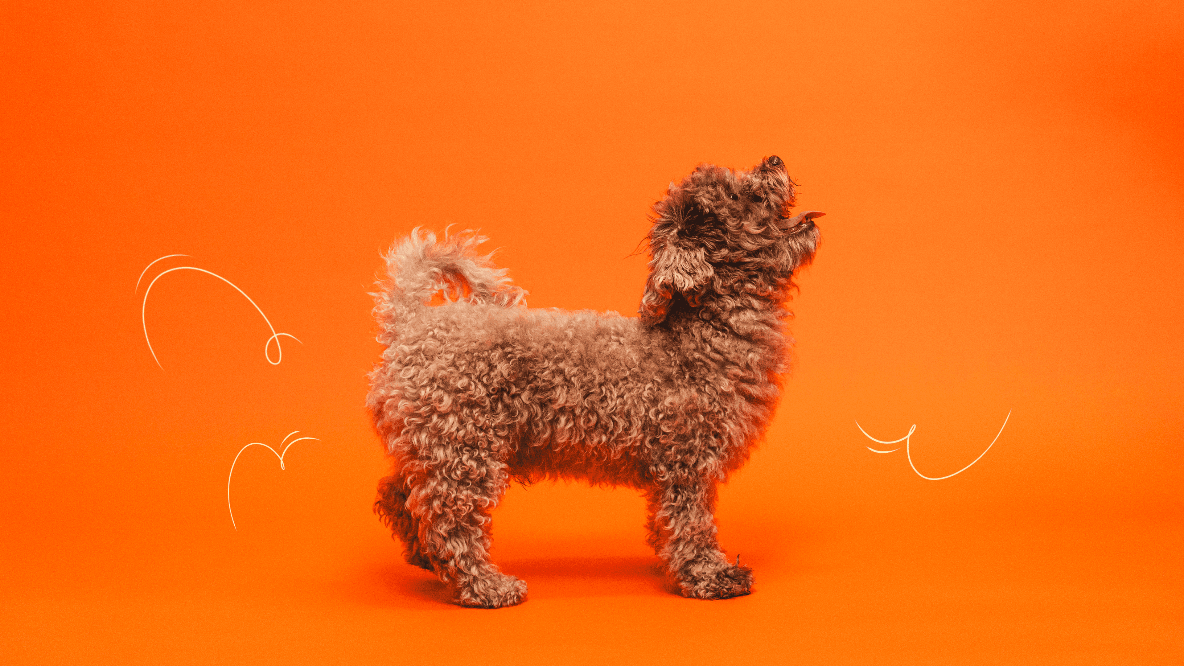 funy dog